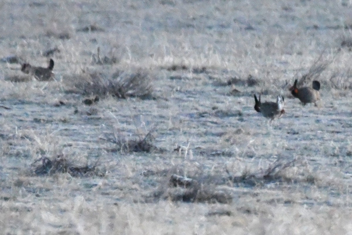 Greater Prairie-Chicken - ML637839363