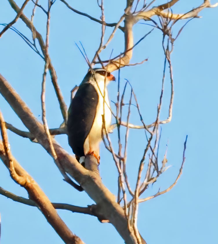 White-browed Hawk - ML637839372
