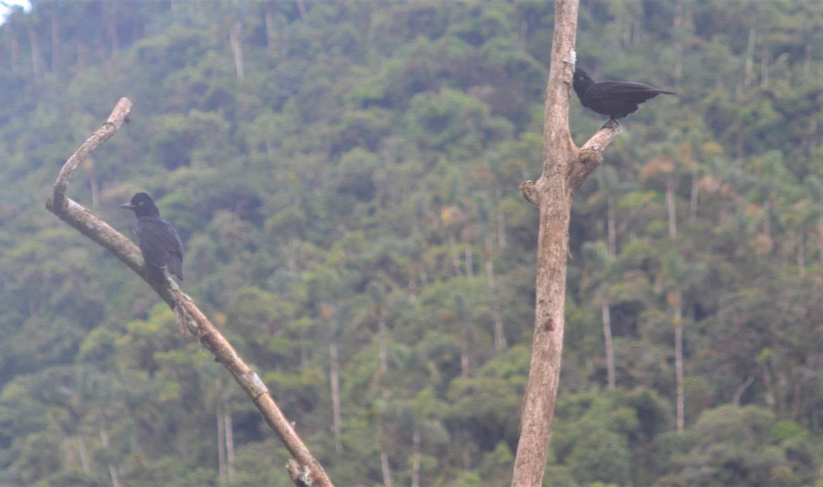 Amazonian Umbrellabird - ML637839386