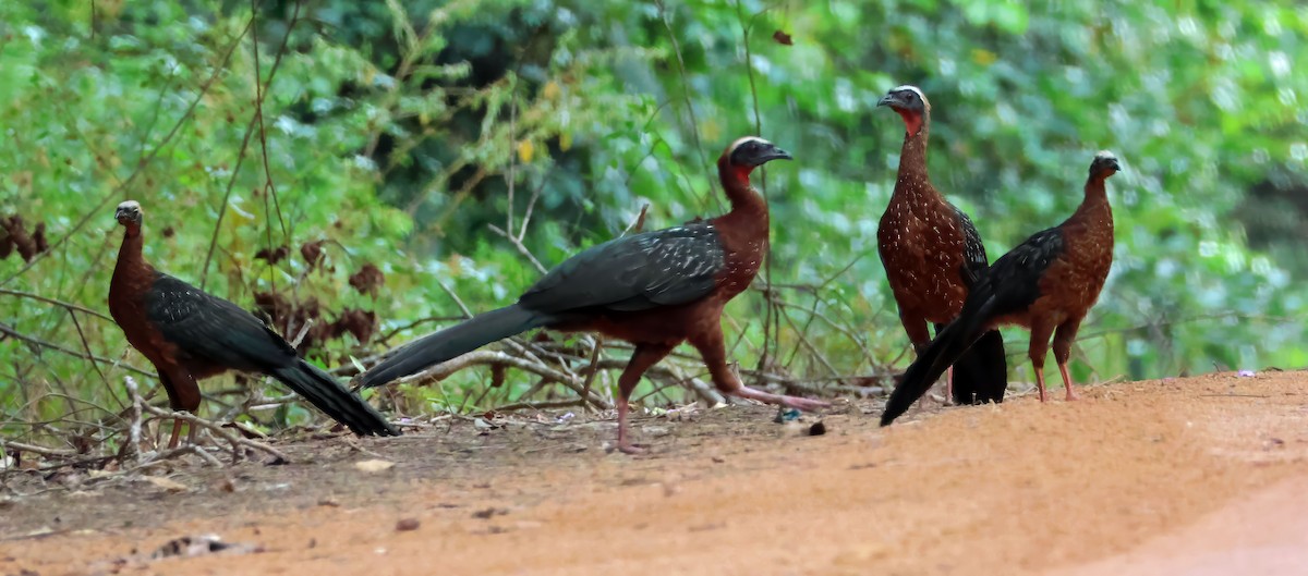 White-crested Guan - ML637839394