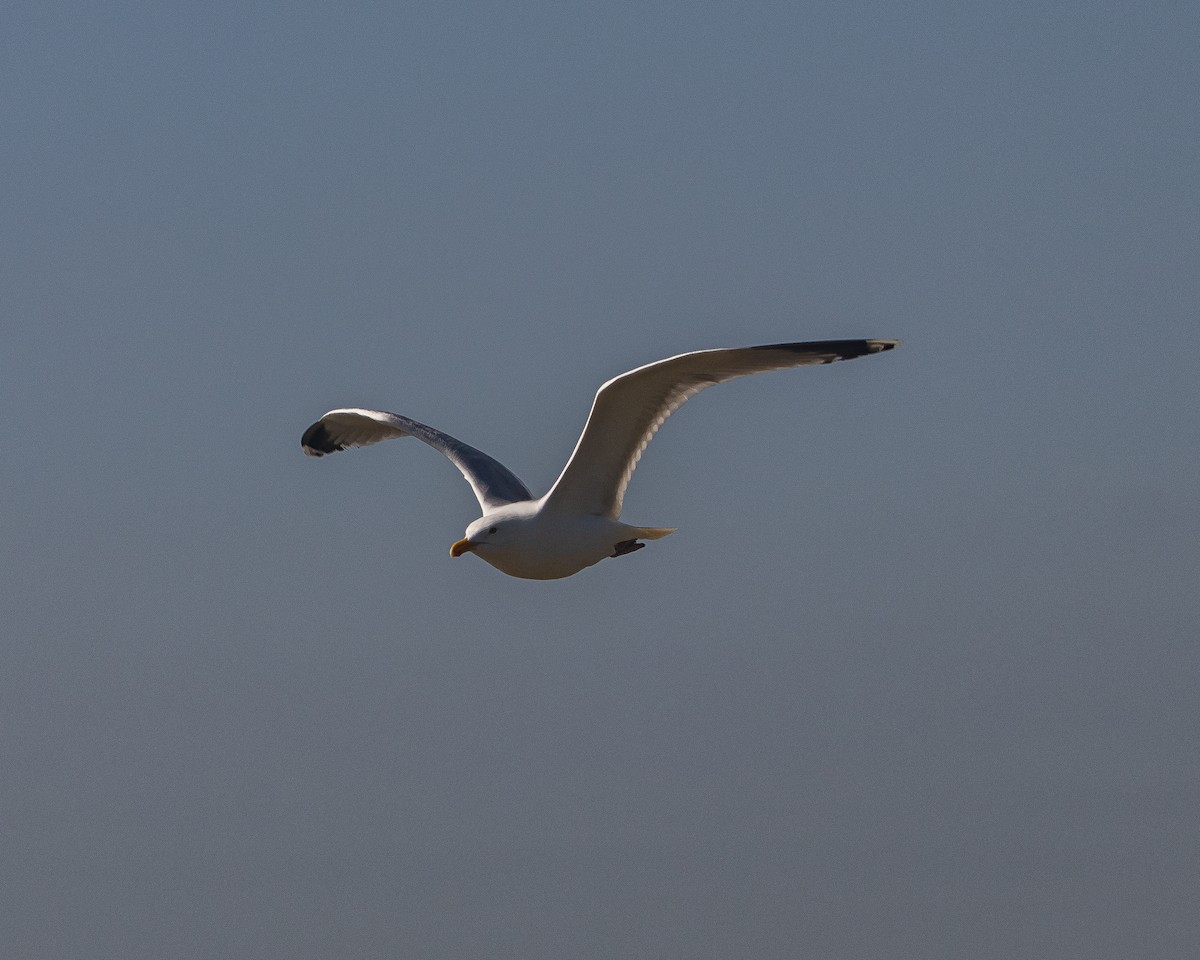 European Herring Gull - ML637839419