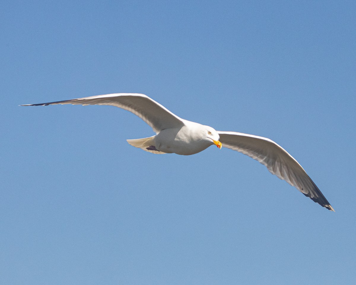 European Herring Gull - ML637839420
