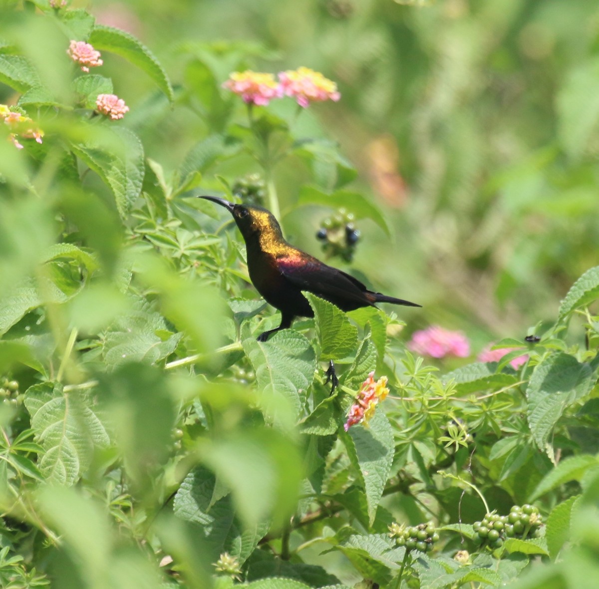 Copper Sunbird - ML637839428