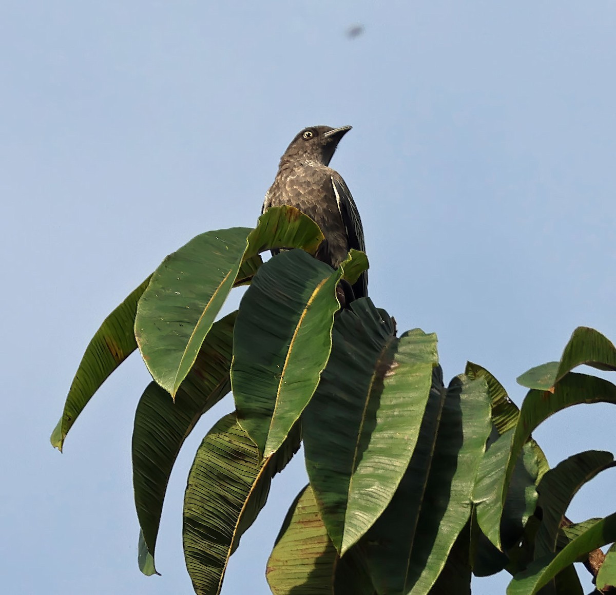 White-tailed Cotinga - ML637839437