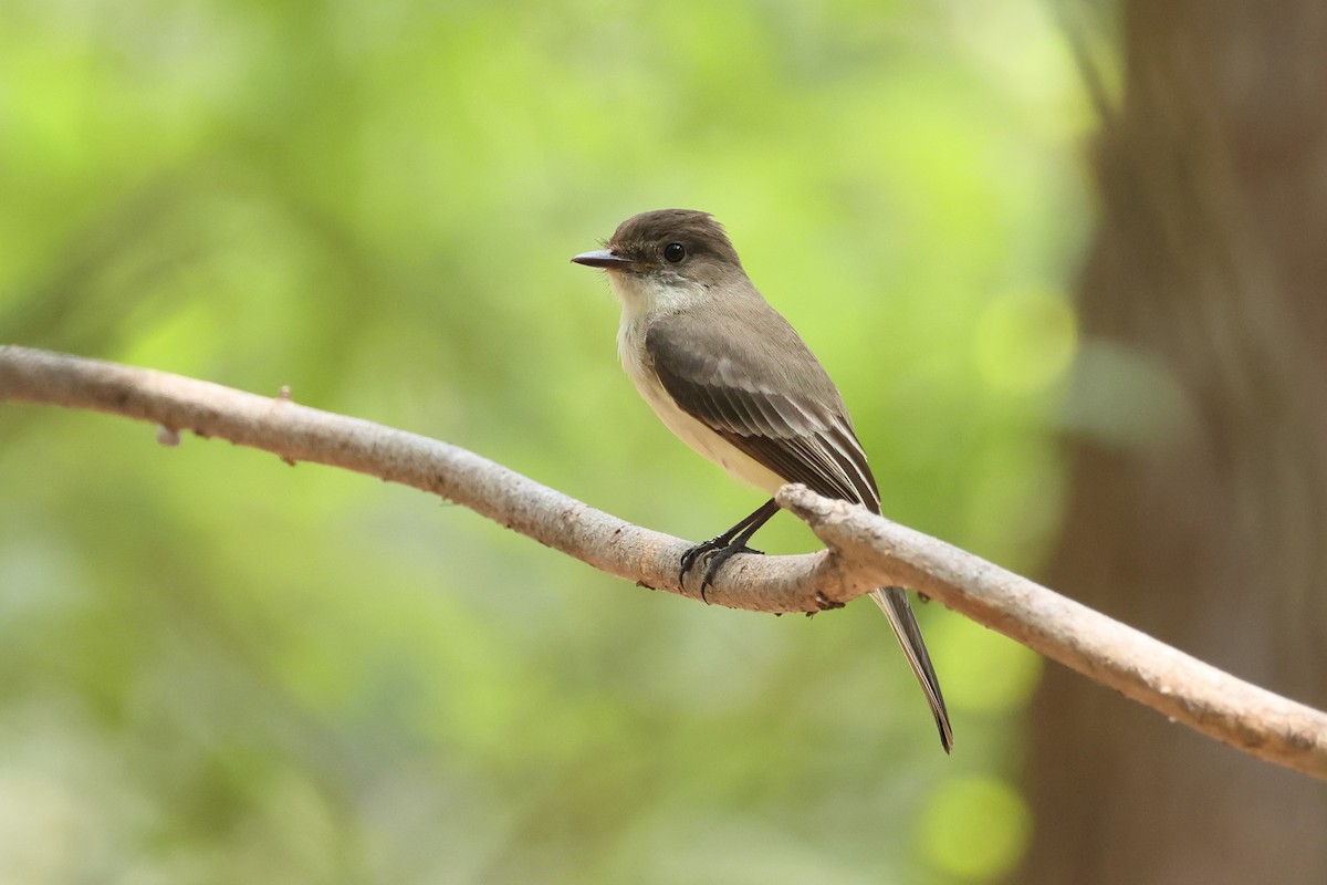 Eastern Phoebe - ML637839443