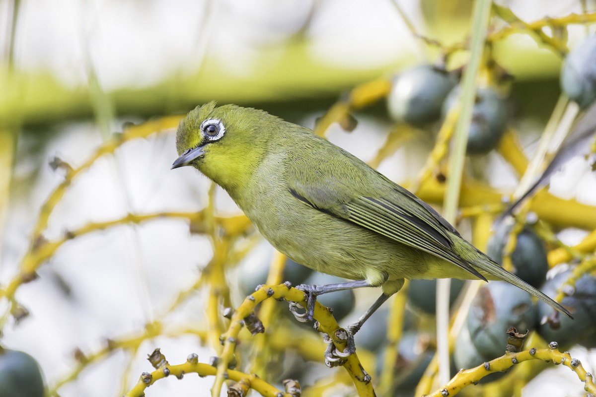 Cape White-eye - ML637839446