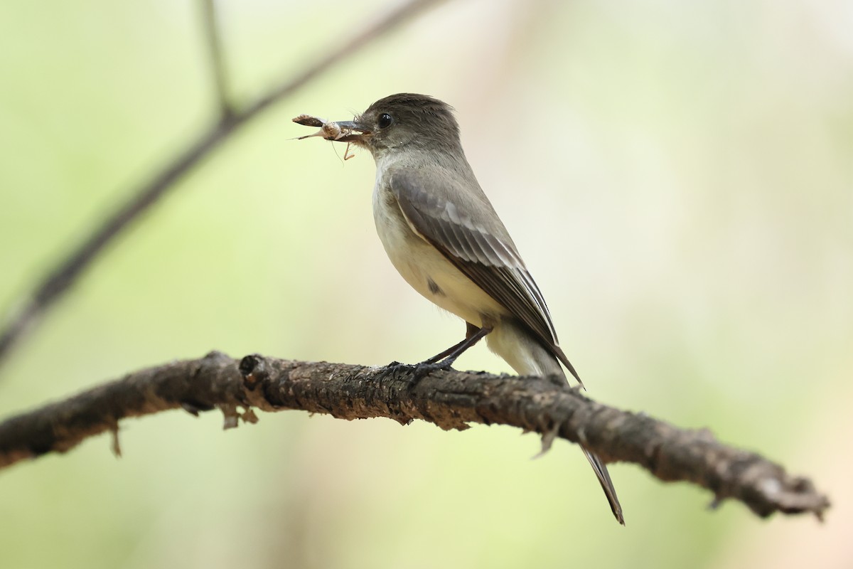 Eastern Phoebe - ML637839464