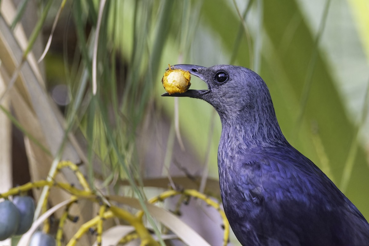Red-winged Starling - ML637839465