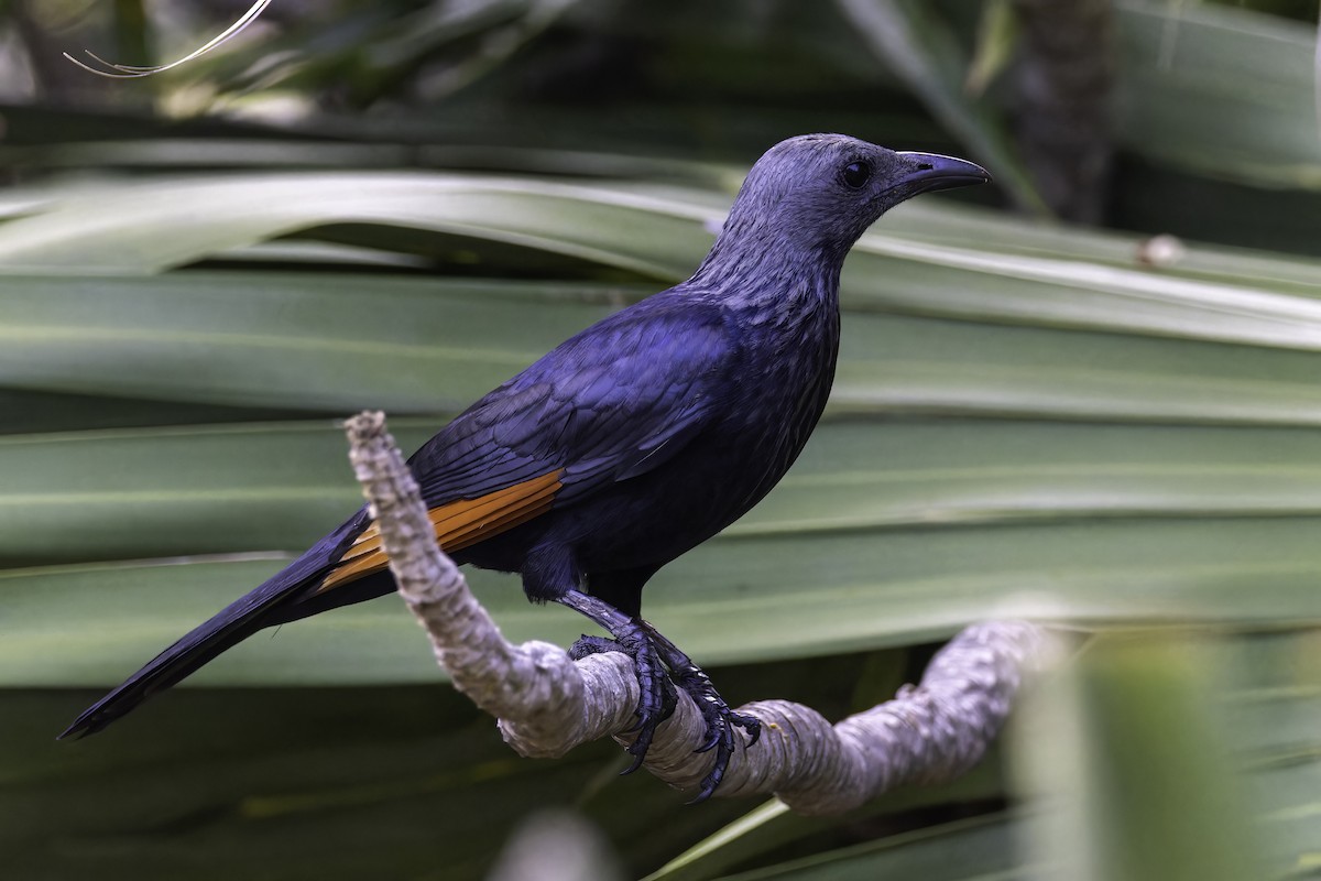 Red-winged Starling - ML637839466