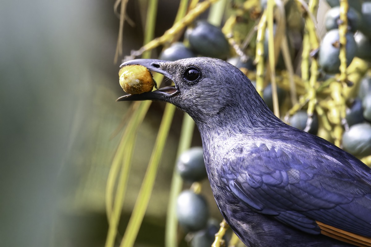 Red-winged Starling - ML637839467