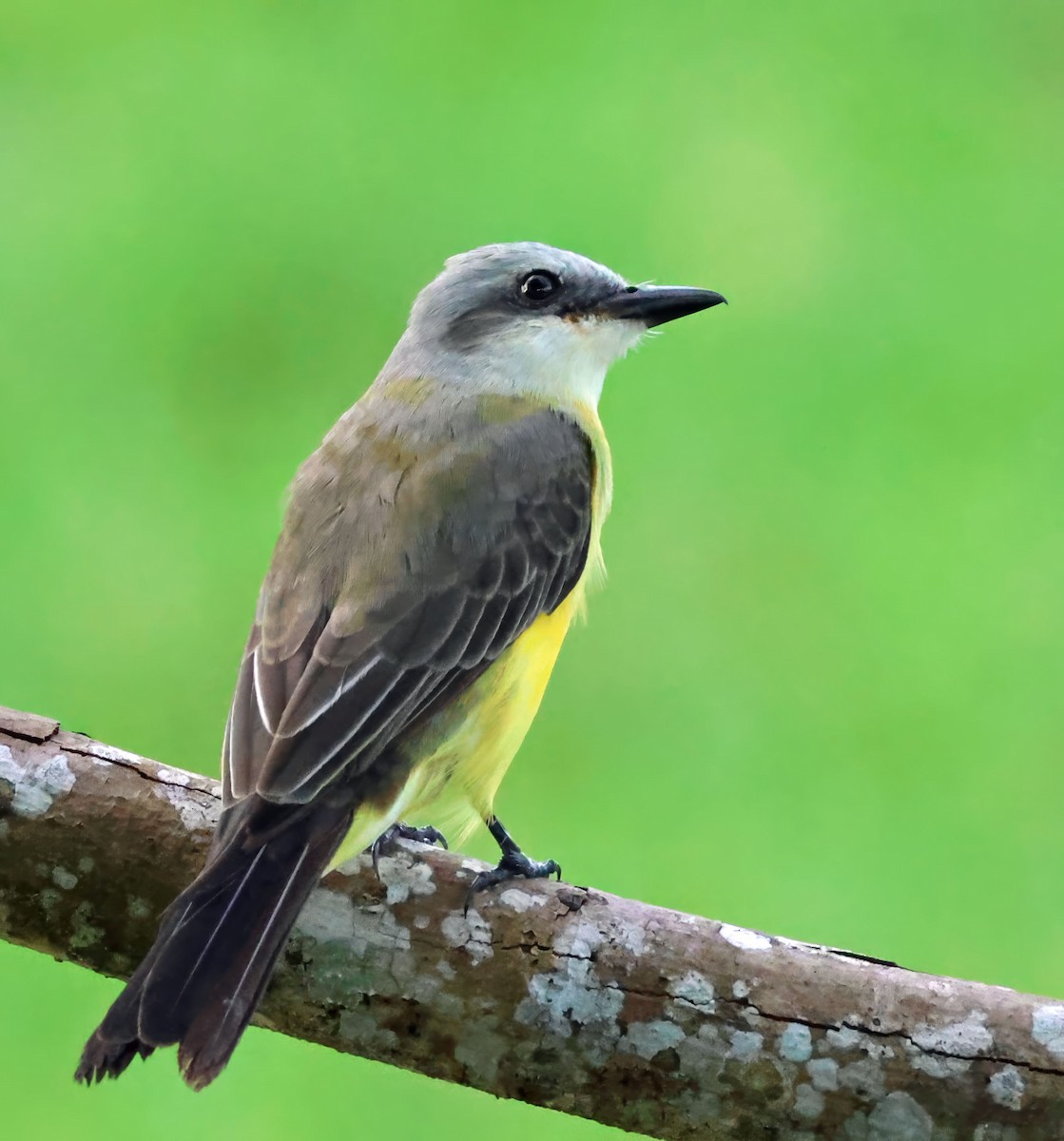 White-throated Kingbird - ML637839484