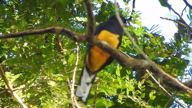Trogon à queue blanche - ML637839485