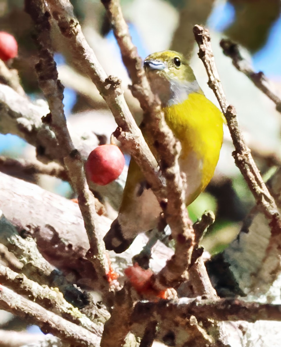 White-vented Euphonia - ML637839549