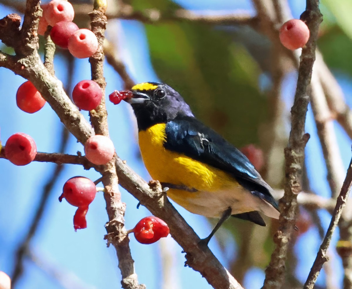 White-vented Euphonia - ML637839553