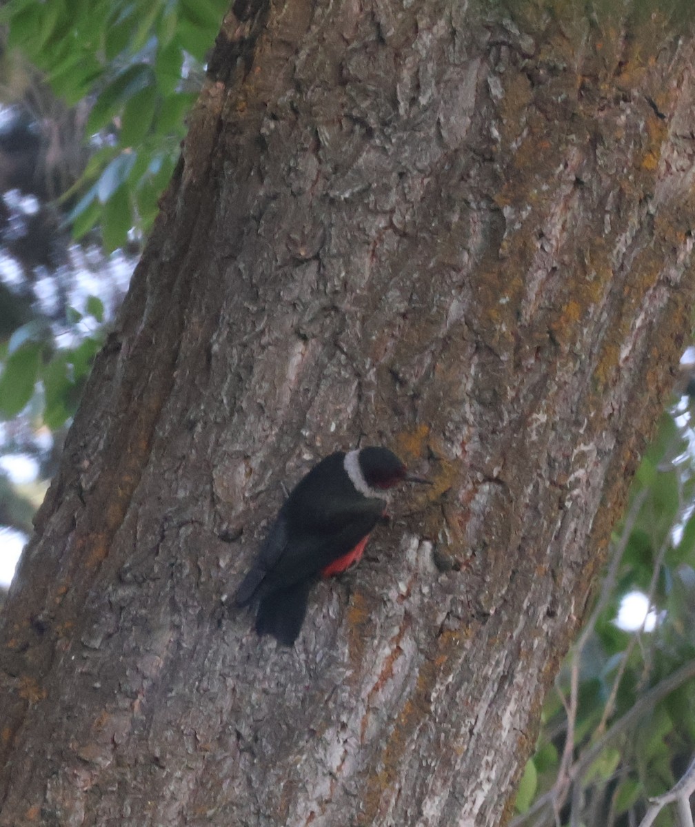 Lewis's Woodpecker - ML637839581