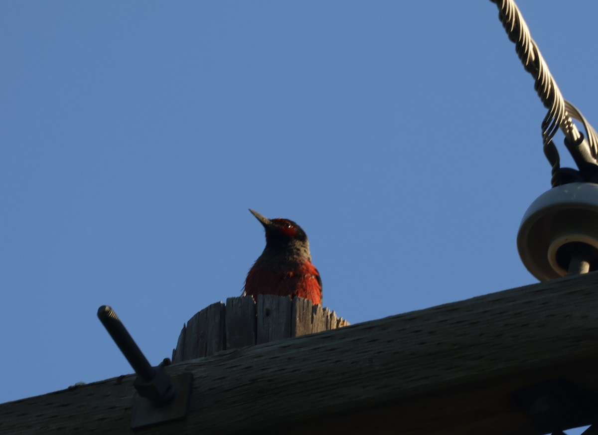 Lewis's Woodpecker - ML637839582