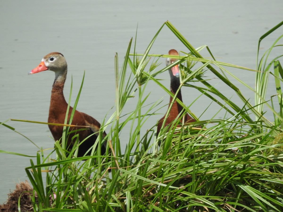 Black-bellied Whistling-Duck - ML637839603