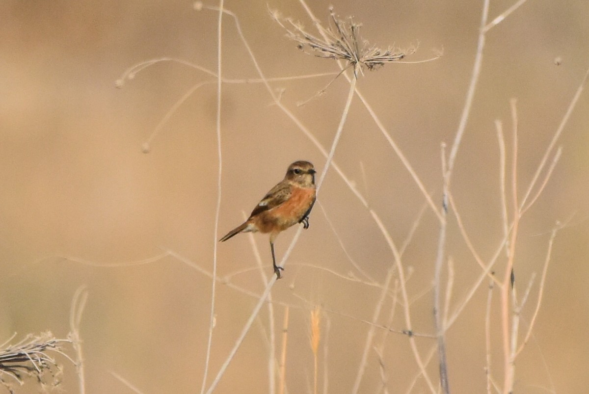 European Stonechat - ML637839605
