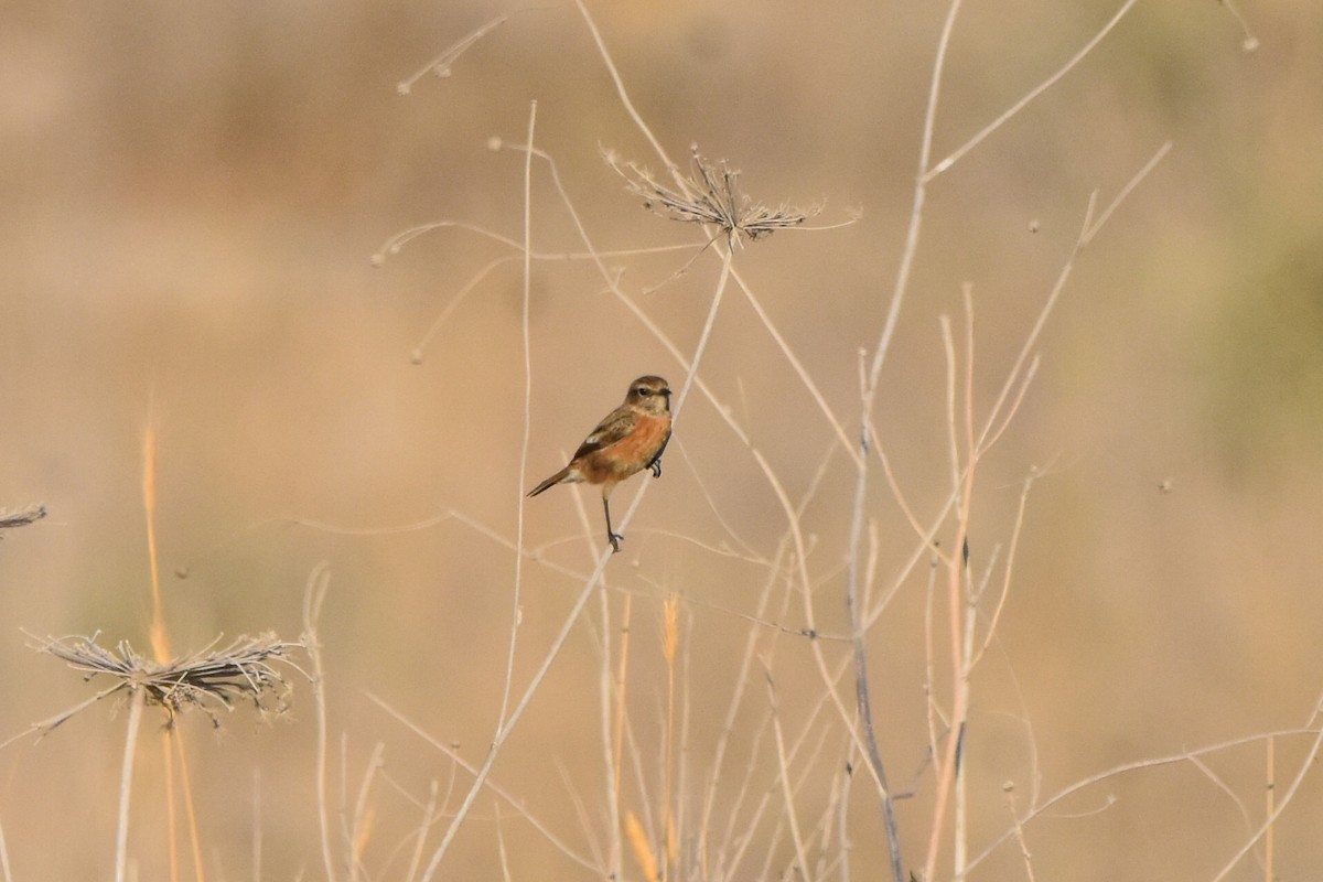 European Stonechat - ML637839606