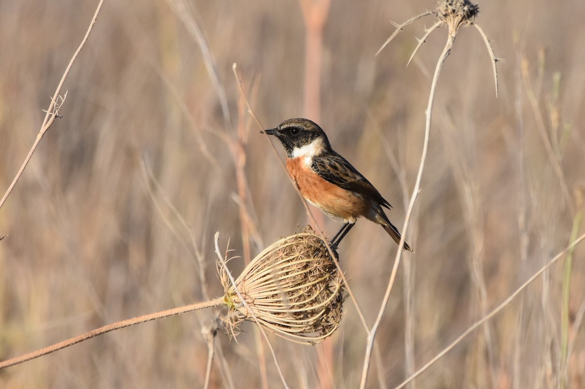European Stonechat - ML637839607