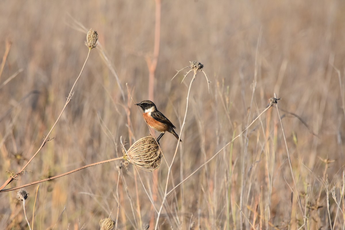 European Stonechat - ML637839608