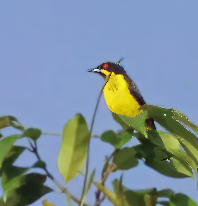 Yellow-bellied Dacnis - ML637839611