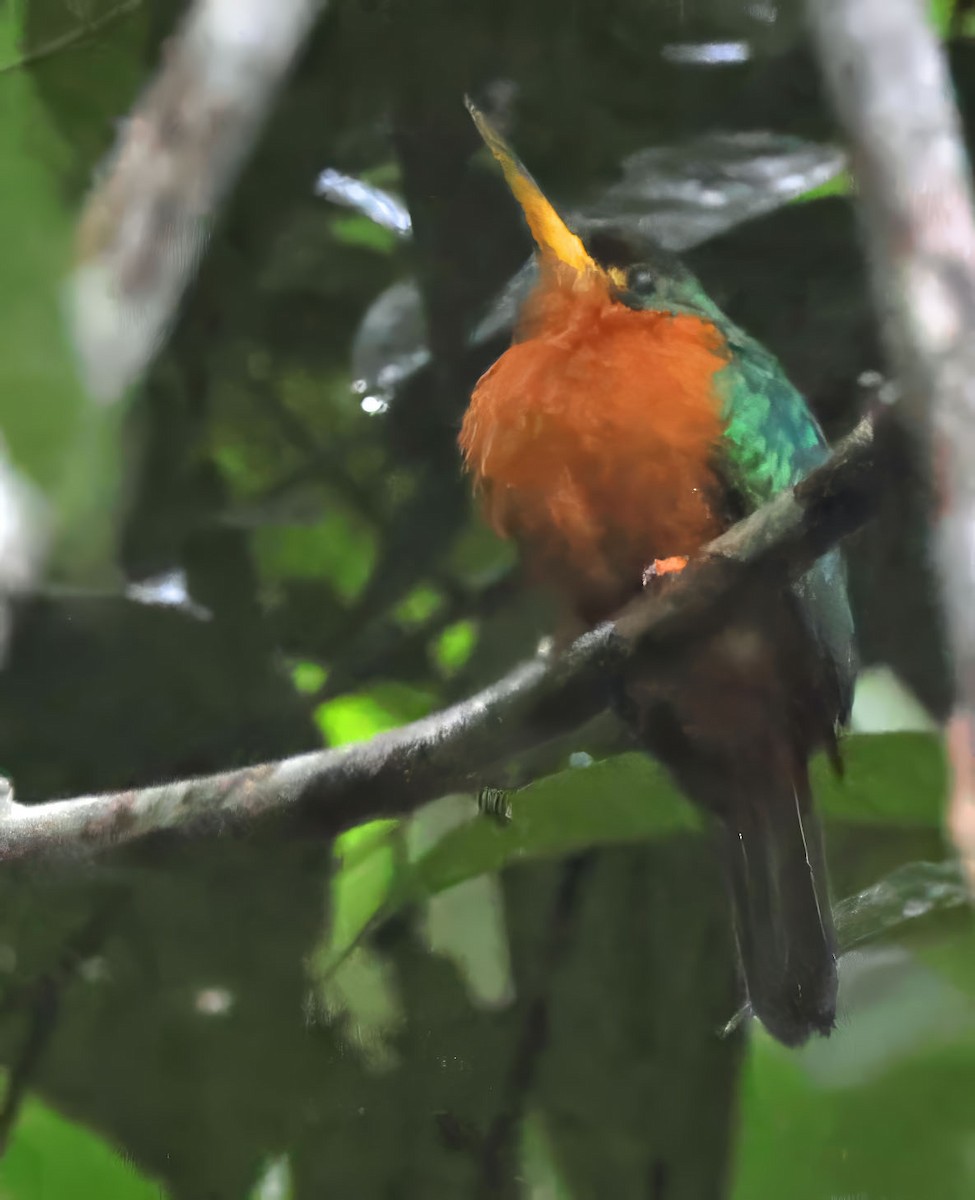 Yellow-billed Jacamar - ML637839654