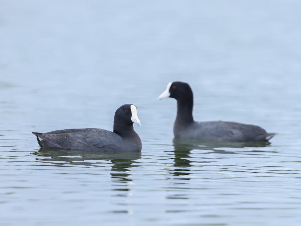 Hawaiian Coot - ML637839674