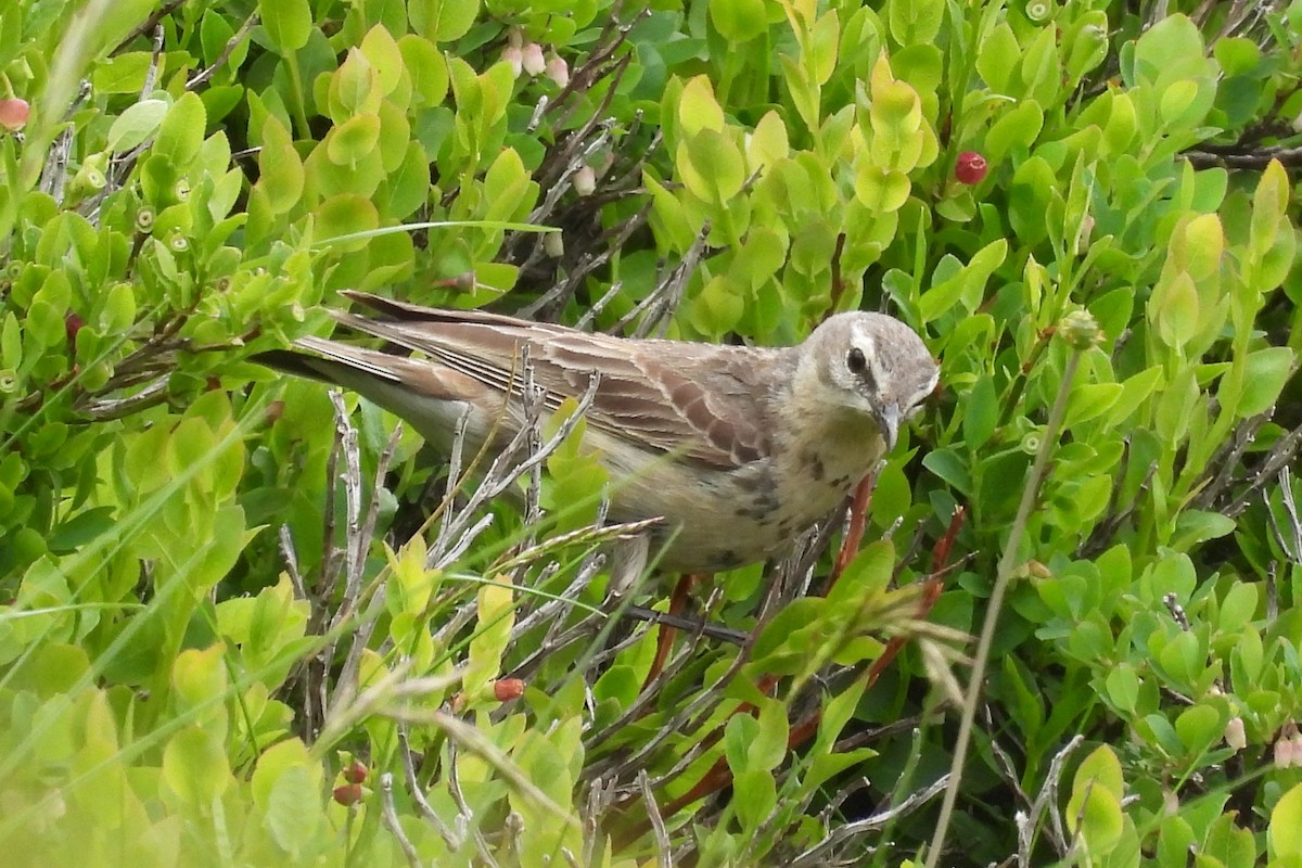 Water Pipit - ML637839685