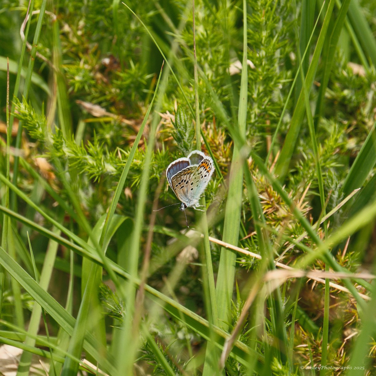 Silver-studded Blue - ML637839693