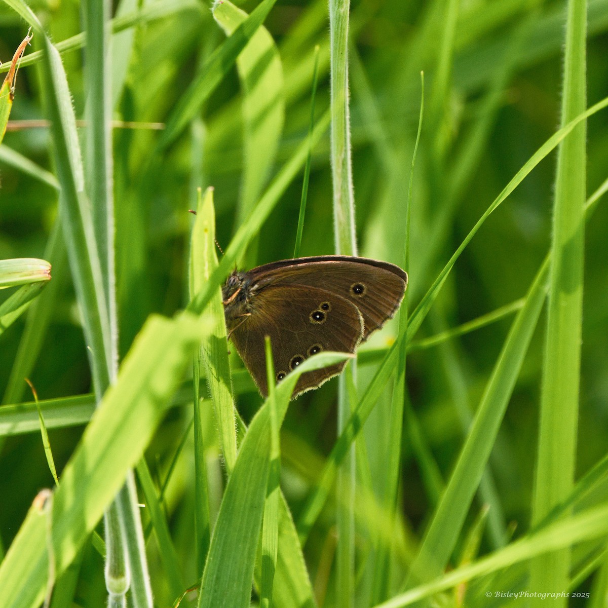 Ringlet - ML637839694