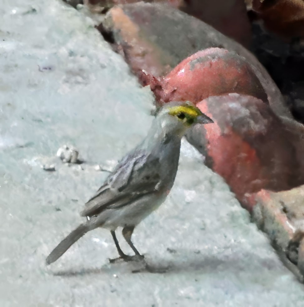 Yellow-browed Sparrow - ML637839711
