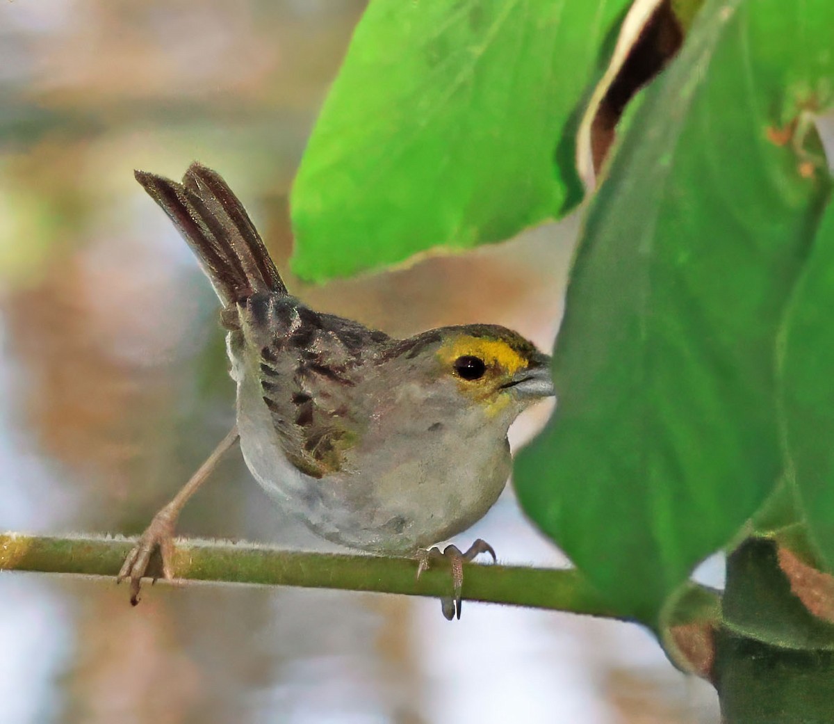 Yellow-browed Sparrow - ML637839736