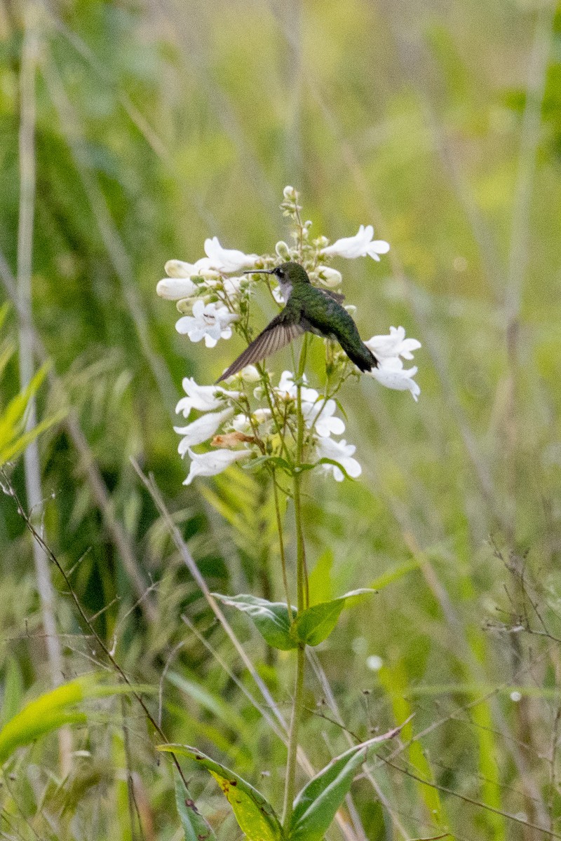 Ruby-throated Hummingbird - ML637839745