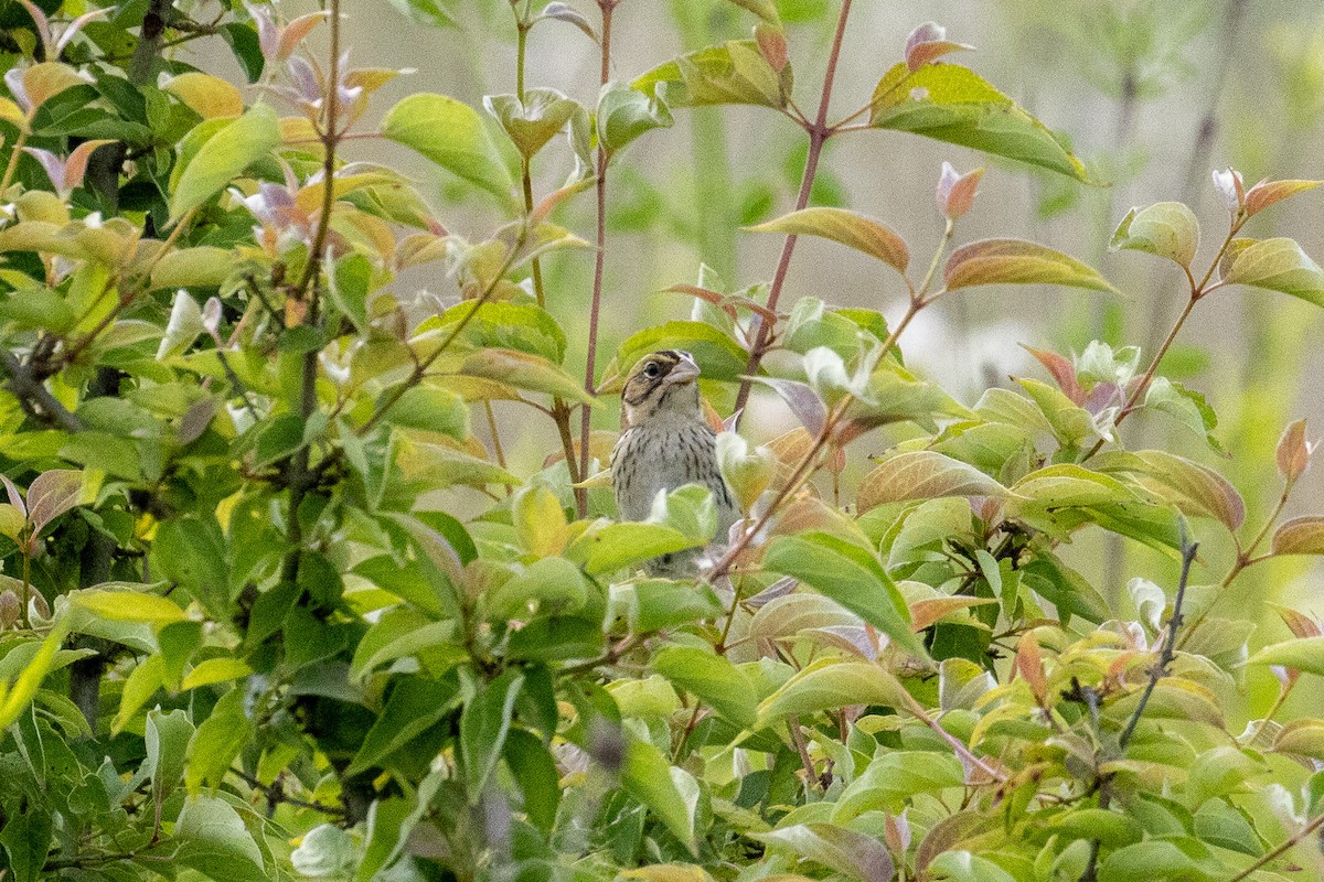 Henslow's Sparrow - ML637839781