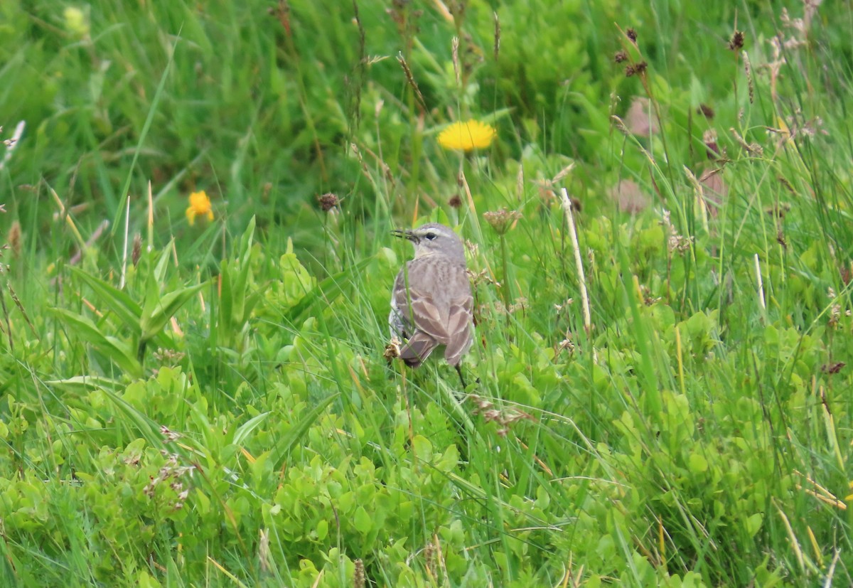 Water Pipit - ML637839783