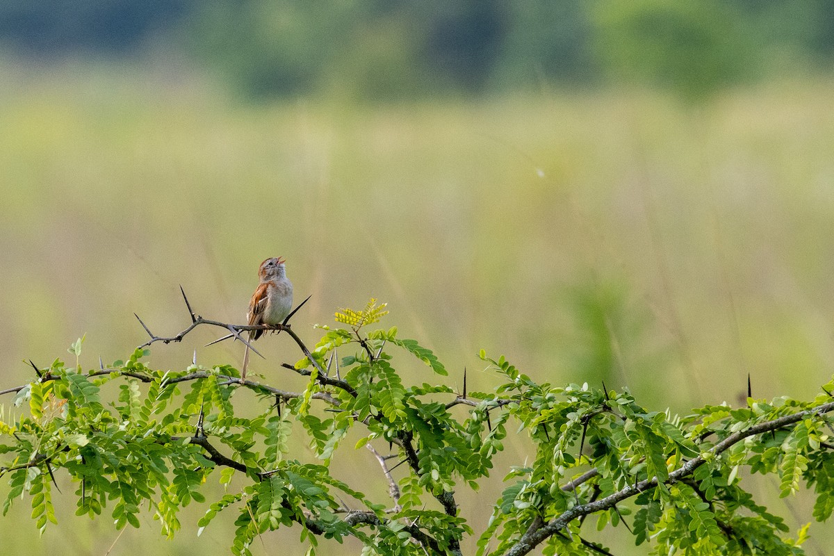 Field Sparrow - ML637839790