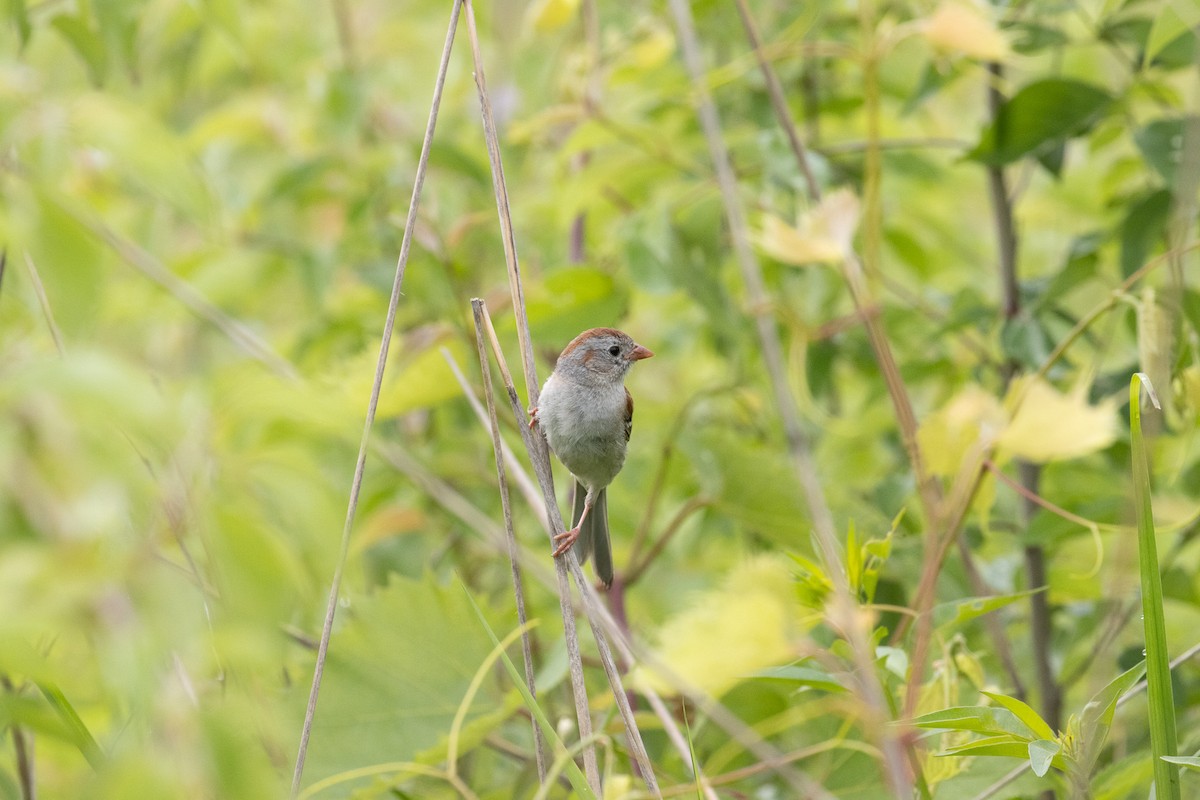 Field Sparrow - ML637839795