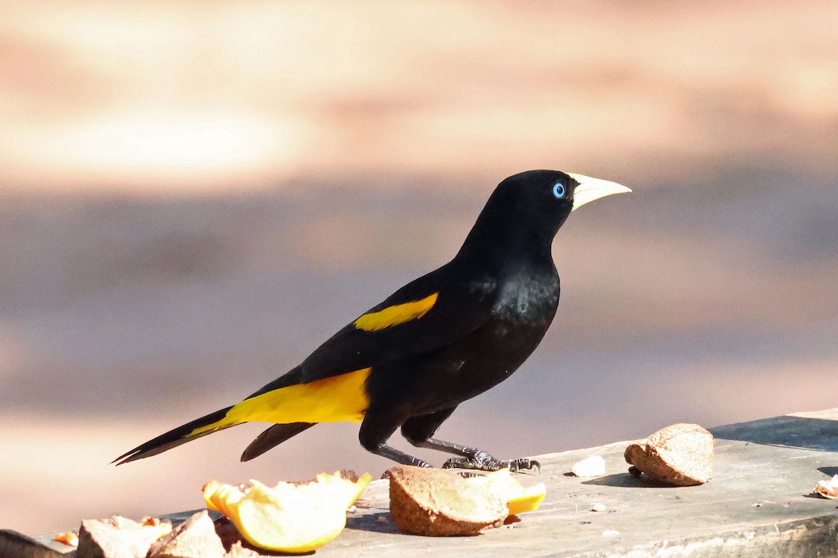 Yellow-rumped Cacique - ML637839804