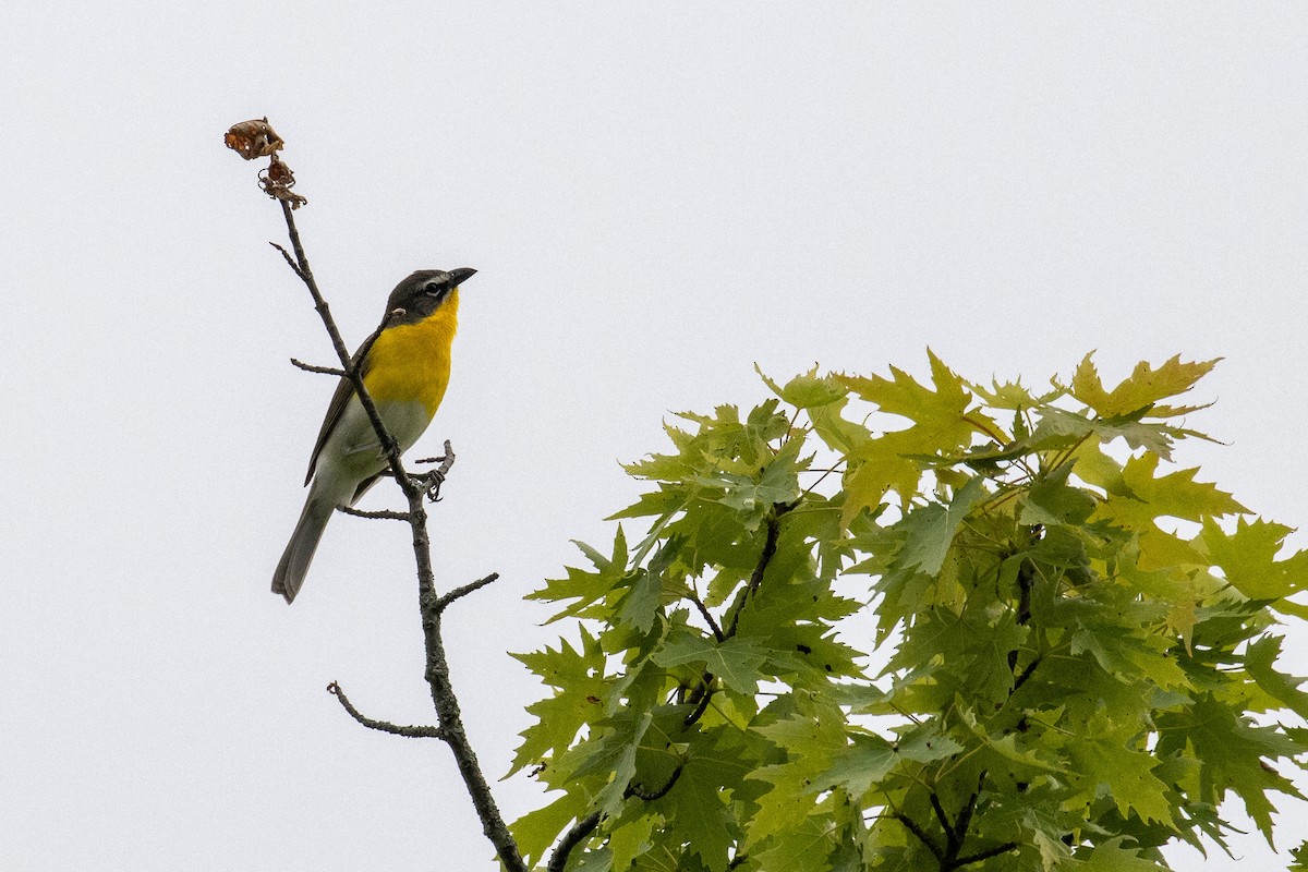 Yellow-breasted Chat - ML637839816