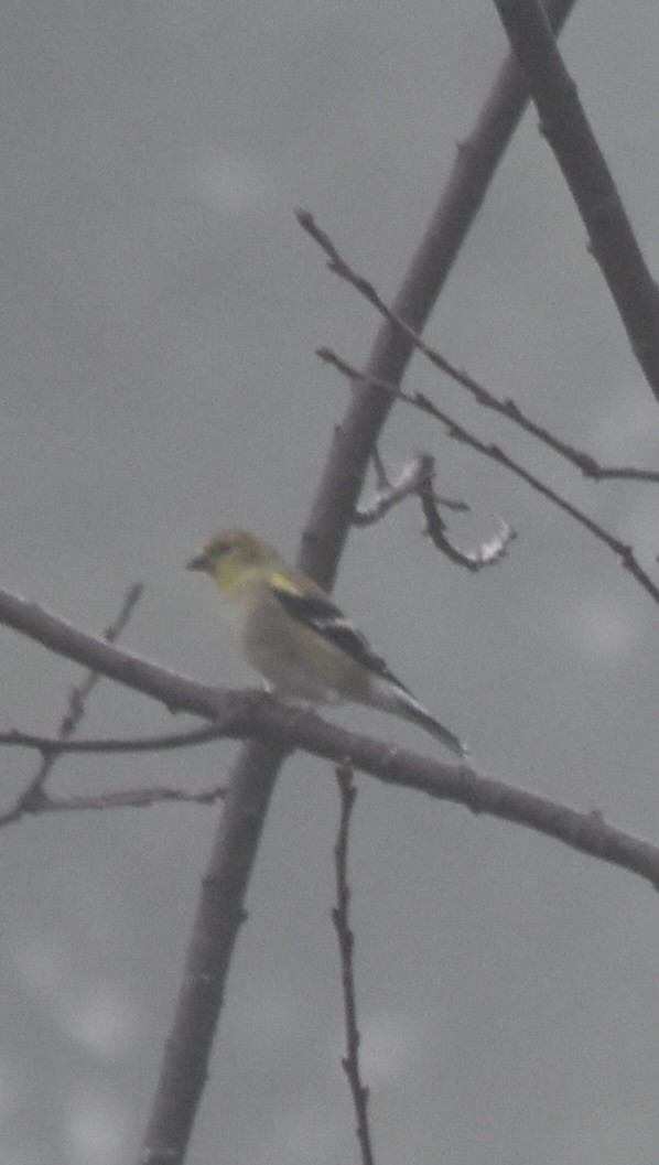 American Goldfinch - ML637839818