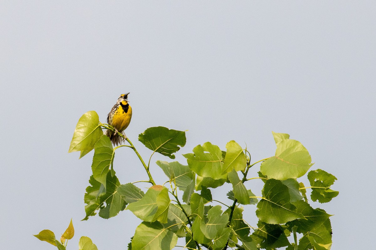 Eastern Meadowlark - ML637839823