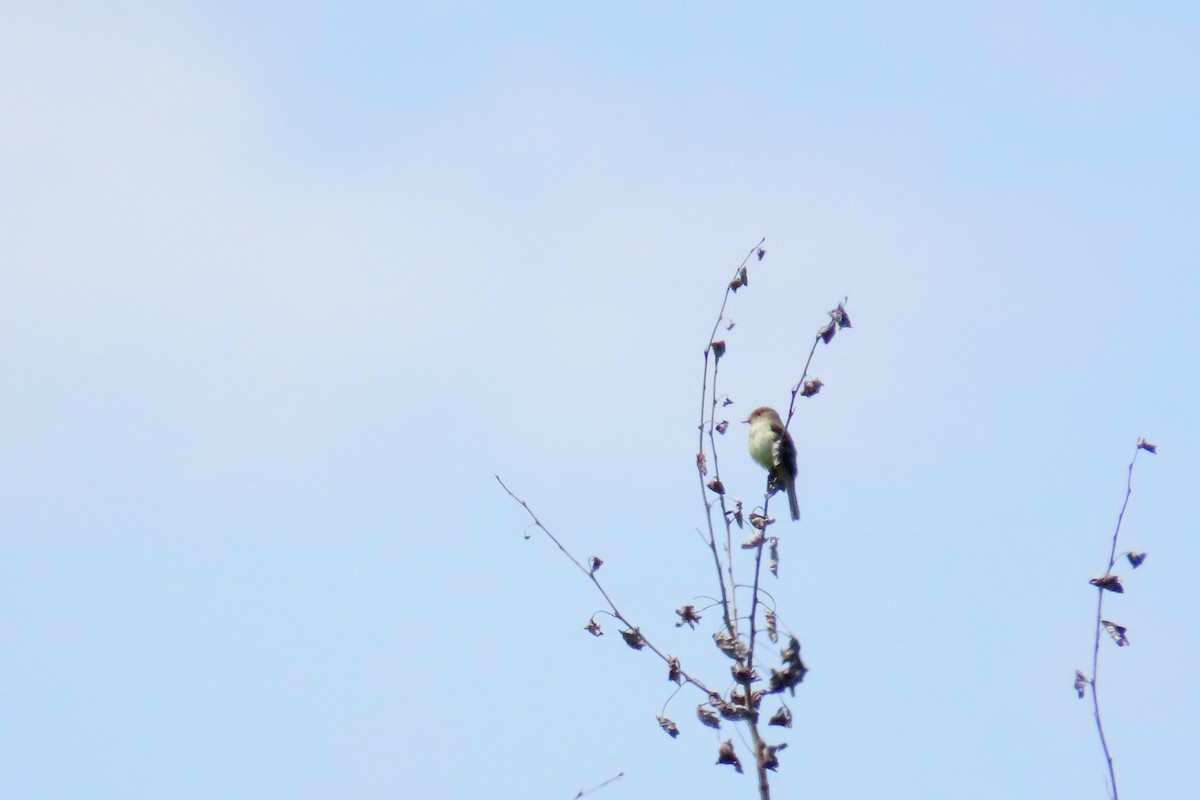 Alder Flycatcher - ML637839834