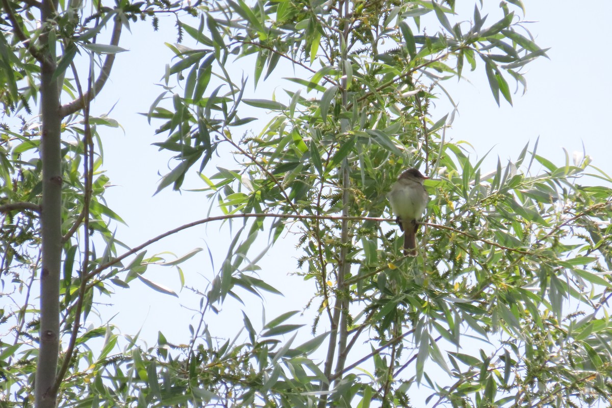 Alder Flycatcher - ML637839835
