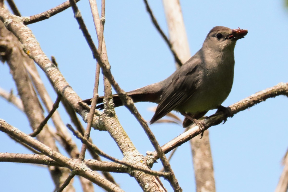Gray Catbird - ML637839856