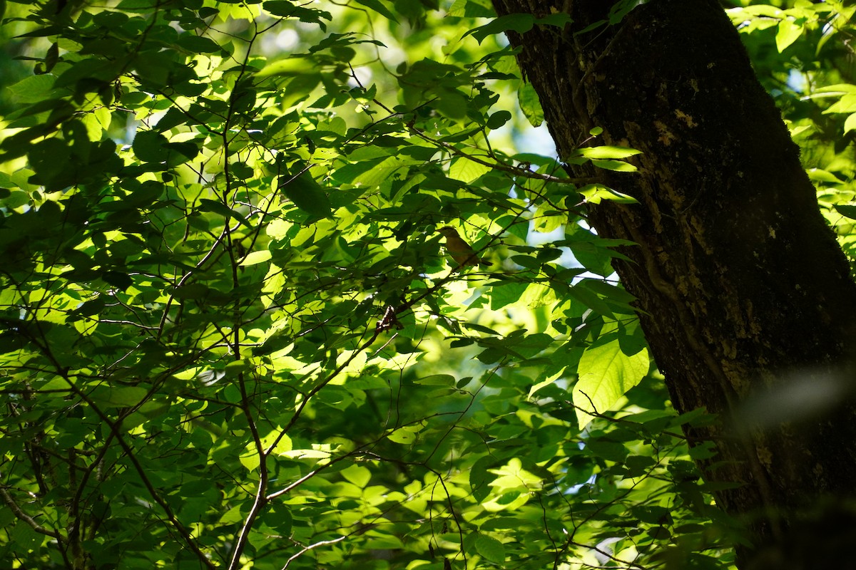 Worm-eating Warbler - ML637839977