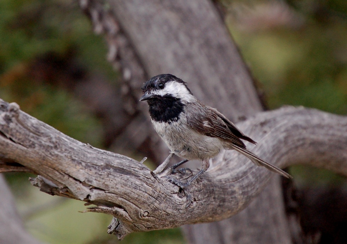Mexican Chickadee - ML637840043