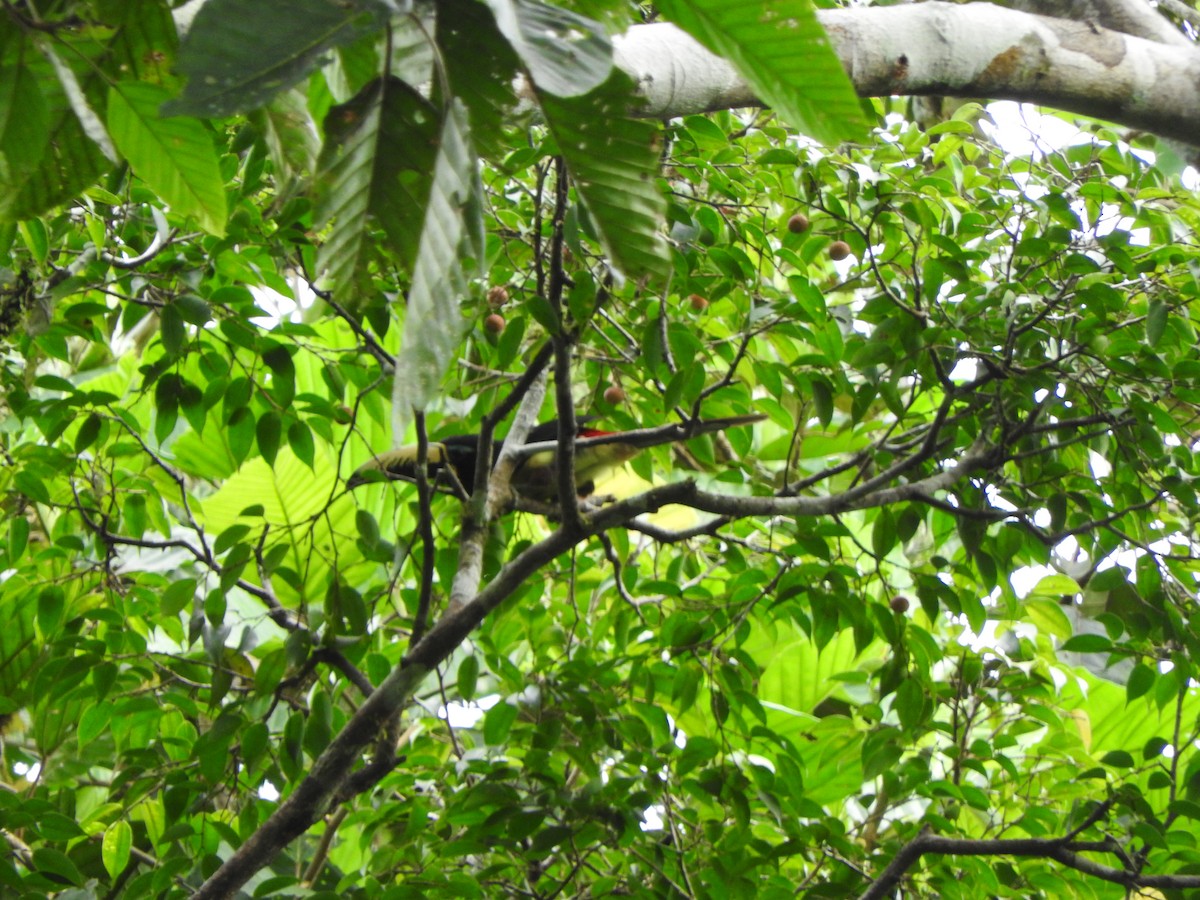 Lettered Aracari - ML637840061