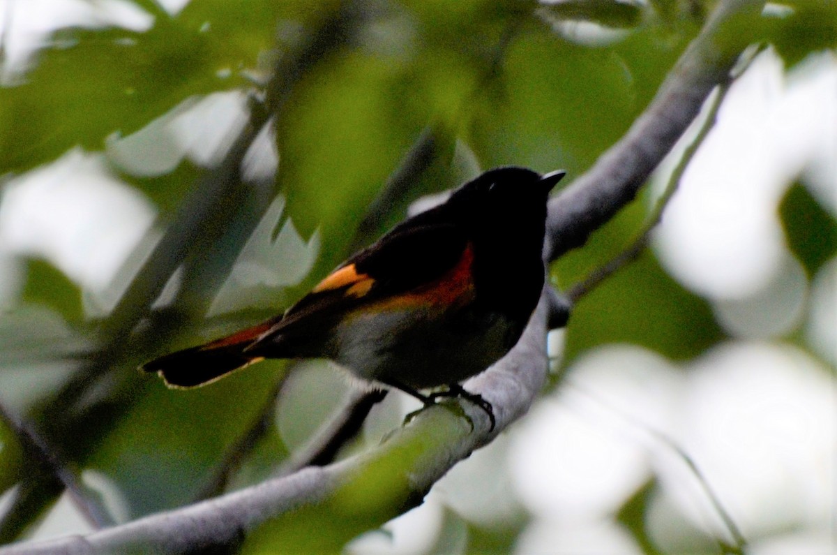 American Redstart - ML637840073