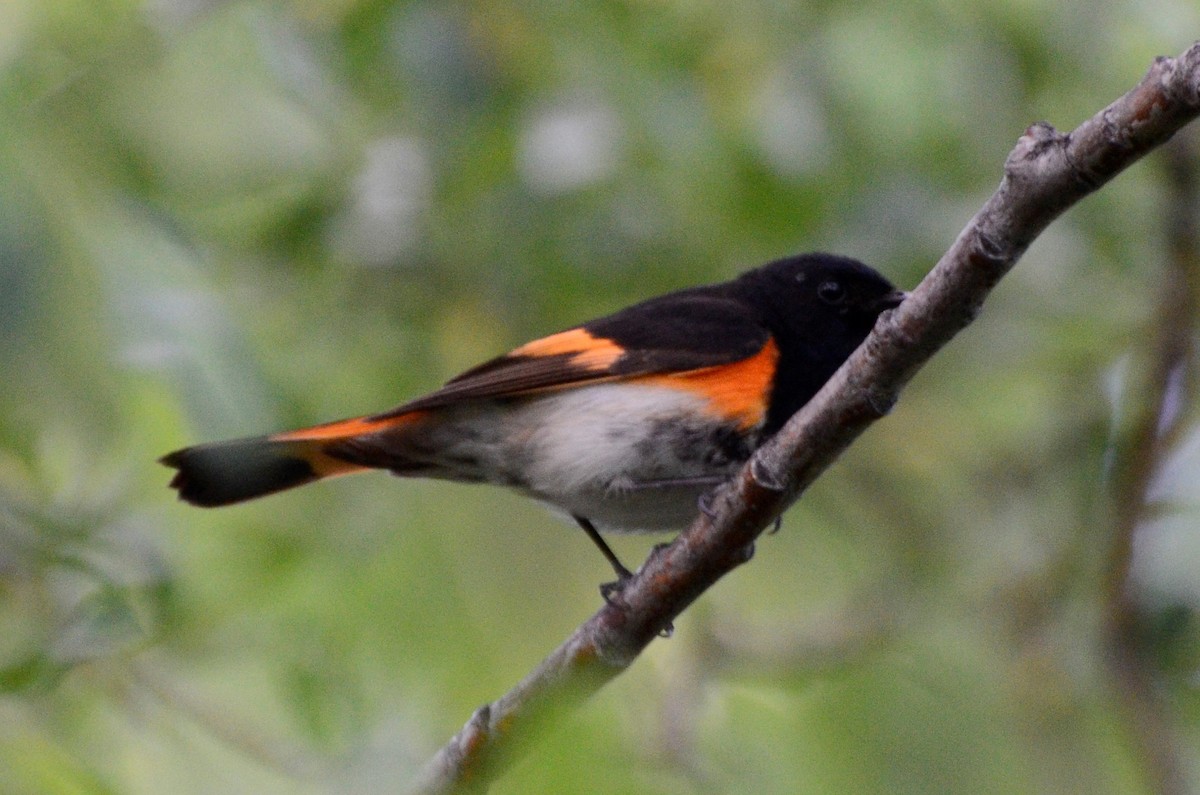 American Redstart - ML637840075
